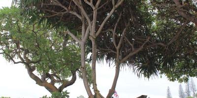 unknown tree, Maui, Hawaii