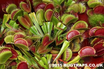 Venus Fly Trap. One of nature's crazy cool and miraculous plants.
